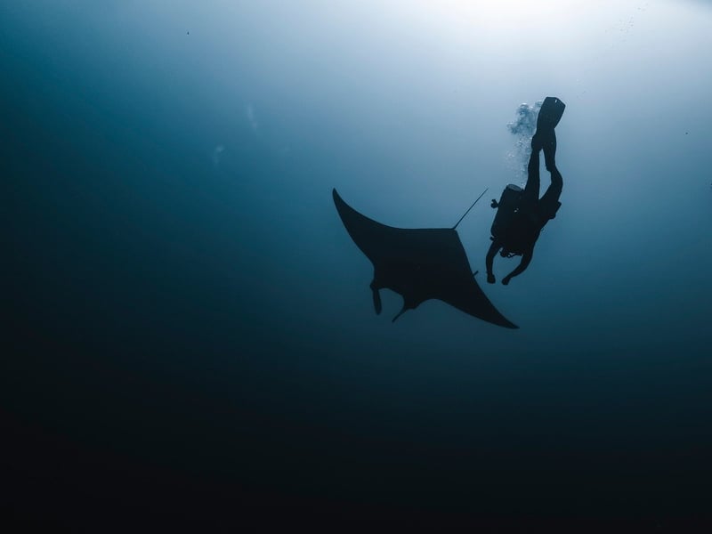 Giant Manta Rays