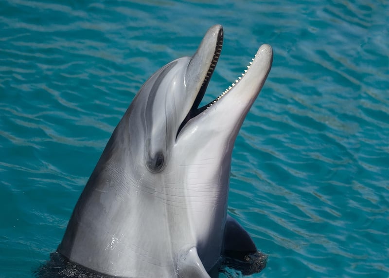 Playful Dolphins