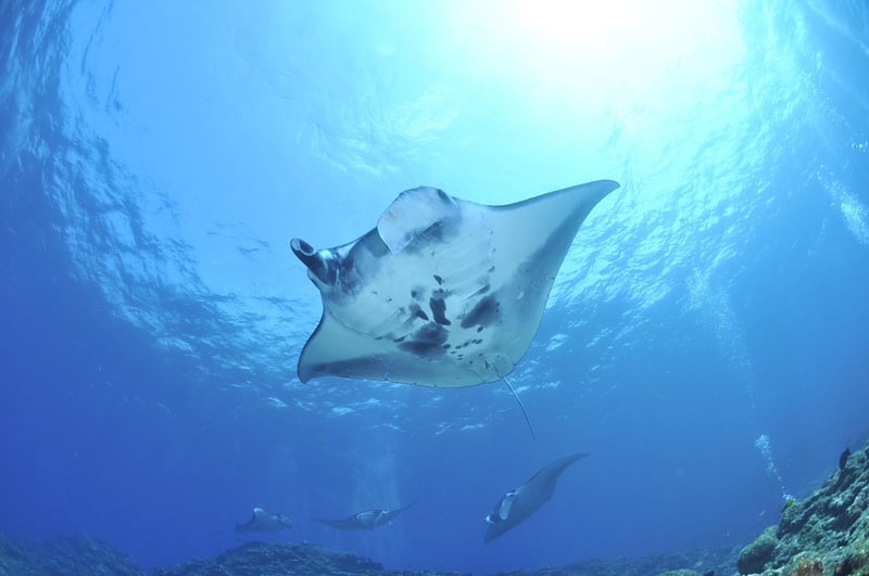 Giant Manta Ray